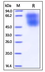 Cynomolgus/Rhesus macaque B7-2, His Tag on SDS-PAGE under reducing (R) condition. The gel was stained overnight with Coomassie Blue. The purity of the protein is greater than 95%.